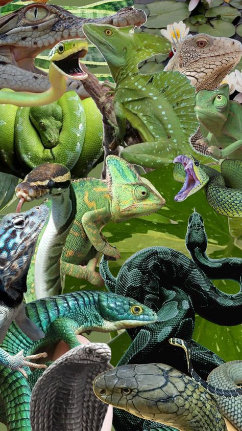 #snake #reptile #lizard #green #nature Snake Aesthetic Green, Reptiles Aesthetic, Reptile Wallpaper, Reptile Aesthetic, Snake Reptile, Jungle Juice, Green Snake, Fukushima, Green Nature