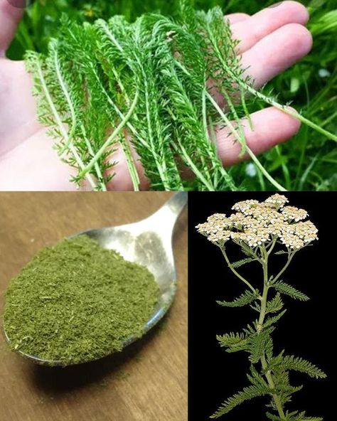 Plants and gardening Yarrow Benefits, Yarrow Oil, Be Valued, Plants And Gardening, Achillea Millefolium, Hydrangea Not Blooming, Dandelion Root, Alternative Christmas Tree, Wild Plants