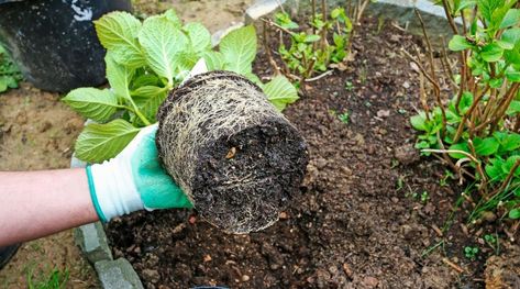 Transplanting Hydrangeas, Little Lime Hydrangea, Lace Cap Hydrangea, Annabelle Hydrangea, Large Hydrangea, Types Of Mulch, Endless Summer Hydrangea, Panicle Hydrangea, Limelight Hydrangea