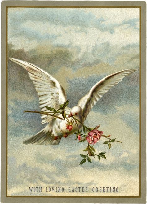 white dove roses vintage clipart Flying Birds Images, Dove Painting, Dove Flying, Dove Images, Dove Pictures, The Graphics Fairy, Bird Graphic, Easter Postcards, Easter Images