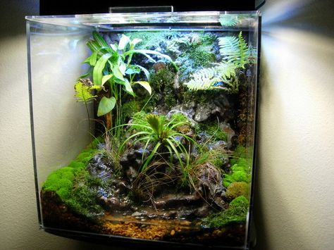 Vivarium Works Vivarium Gallery Bearded Dragon Vivarium, Bioactive Vivarium, Frog Terrarium, Biotope Aquarium, Gecko Terrarium, Indoor Water Garden, Reptile Room, Reptile Terrarium, Reptile Cage