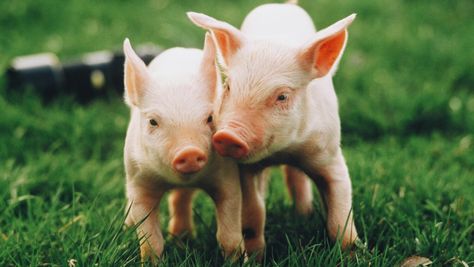 Pet Pig Care, Pig Puns, Pet Food Store, Small Pet Bed, Micro Pigs, Teacup Pigs, Funny Pigs, Mini Pigs, Pet Pigs