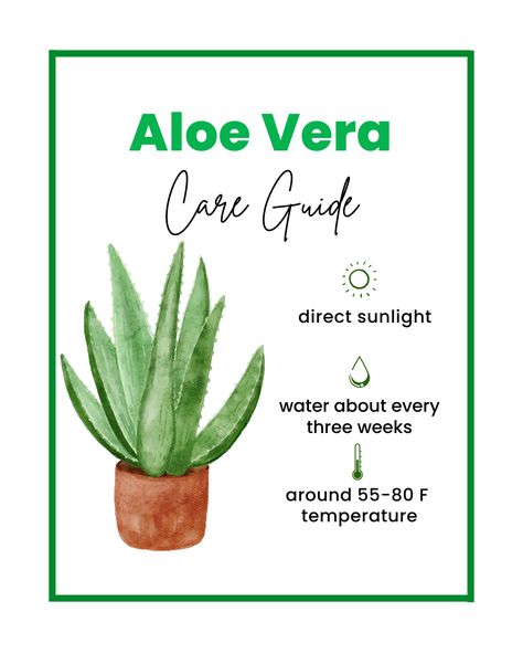 Aloe Vera Care Guide! ☀️ Make sure your Aloe gets bright, direct sunlight. 💦 Water about every 3 weeks. 🌡️ Keep your plant at a temperature around 55 - 85 F. What are your Aloe Vera care questions? Comment below and we will answer! How To Keep Aloe Vera Plant Alive, How To Take Care Of An Aloe Vera Plant, Sick Aloe Vera Plant, How To Extract Aloe Vera Gel From Plant, Lace Aloe Care, Aloe Vera Care, Environment Quotes, Indoor Gardens, Indoor Gardening