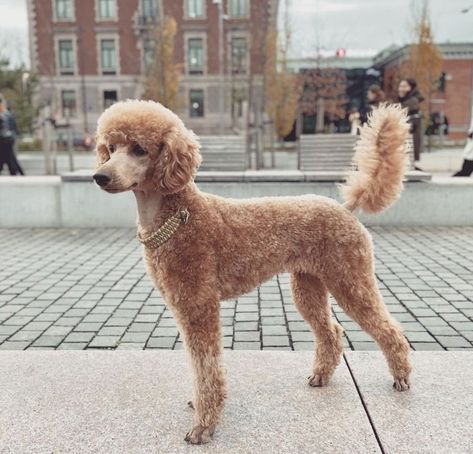 Puppy Poodle Haircut Styles, Short Toy Poodle Haircut, Poodle Tail Styles, Apricot Poodle Standard, Boy Poodle Haircut Styles, Summer Poodle Cuts, Moyen Poodle Haircut Styles, Standard Poodle Haircut Styles Short, Poodle Reference