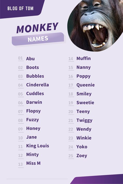 Looking for a funny or cute monkey name? Look no further! This list has 769 of the best names for monkeys. Whether you're looking for a name for your new pet monkey, or just want to browse some hilarious options, this list is sure to have something perfect for you. #monkeynames Zoo Names Ideas, Funny Pet Names, Monkey Names, Orange Monkey, Cute Pet Names, Pokemon Names, Best Names, Animal Learning