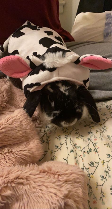 I put my bunny in a cow costume...so cute Cow Costume, Bunny Dress, Bunny Costume, Cat Dresses, A Cow, The Bunny, Carrot Cake, Highland Cow, Bunny Rabbit