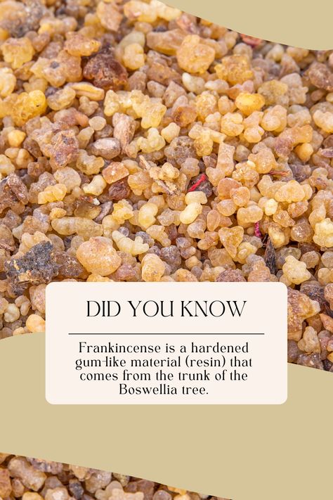 How To Grow Frankincense, Holistic Herbalism, Coin Spa, Mastic Gum, Roi Mage, Frankincense Resin, Magic Herbs, Frankincense Myrrh, Frankincense Oil