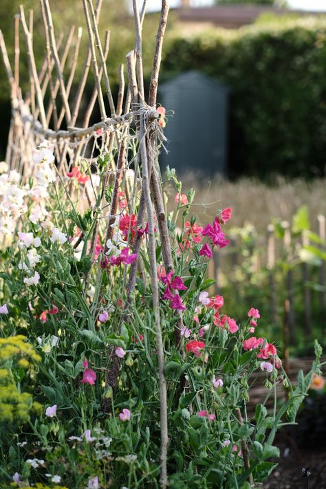 English Cottage Vegetable Garden, How To Plan A Cottage Garden, Cottage Garden Ideas Farmhouse, How To Start A Cottage Garden, Maine Garden Ideas, Wild Cottage Garden, Cottage Garden Fence Ideas, Coastal Cottage Garden, Cottage Garden Shade