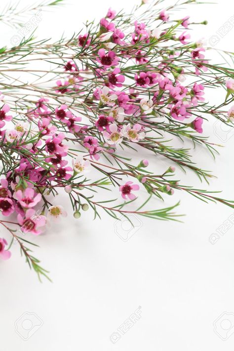 Pink Waxflower, Elegant And Romantic Wedding, Dandelion Plant, Elegant Wedding Flowers, Flower Identification, Romantic Wedding Flowers, Wax Flower, Flower Cottage, Flower Inspiration