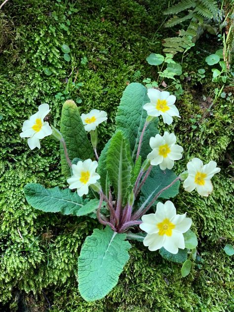 The Dainty Flower of Devon - Primula Vulagaris (The Common Primrose) Uk Plants, Primula Vulgaris, Watercolour Reference, Bowl Of Flowers, Primrose Plant, Plants Uk, Flower Reference, Yellow Petals, Photos Flowers