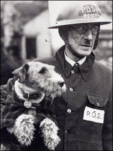 Beauty, a wirehaired terrier, was awarded the Dickin Medal on 12 January 1945 for “being the pioneer dog in locating buried air-raid victims while serving with a PDSA Rescue Squad.” Not only that, but she saved 63 animals, too. Wire Haired Terrier, London Blitz, Welsh Terrier, Fox Terriers, Military Dogs, Wire Fox Terrier, Airedale Terrier, The Ruins, Fox Terrier