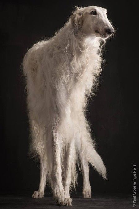 Meet the Dog Whisperer, Belgian Photographer Paul Croes Russian Wolfhound, Borzoi Dog, Dog Whisperer, White Dog, Happy Dogs, Dog Portraits, Beautiful Dogs, Dog Art, The Dog