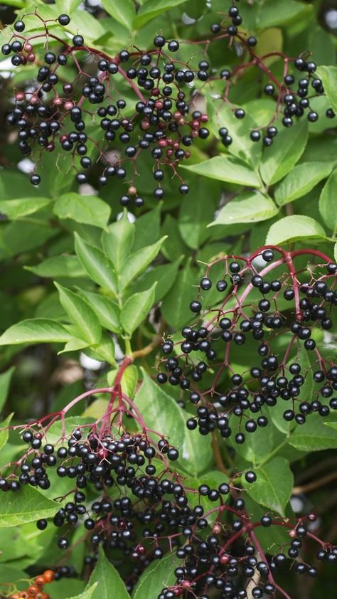 Sambucus Nigra, Elderflower Cordial, Gothic Garden, English Cottage Garden, Garden Shrubs, Wildlife Gardening, Nature Garden, Native Plants, Fruit Trees