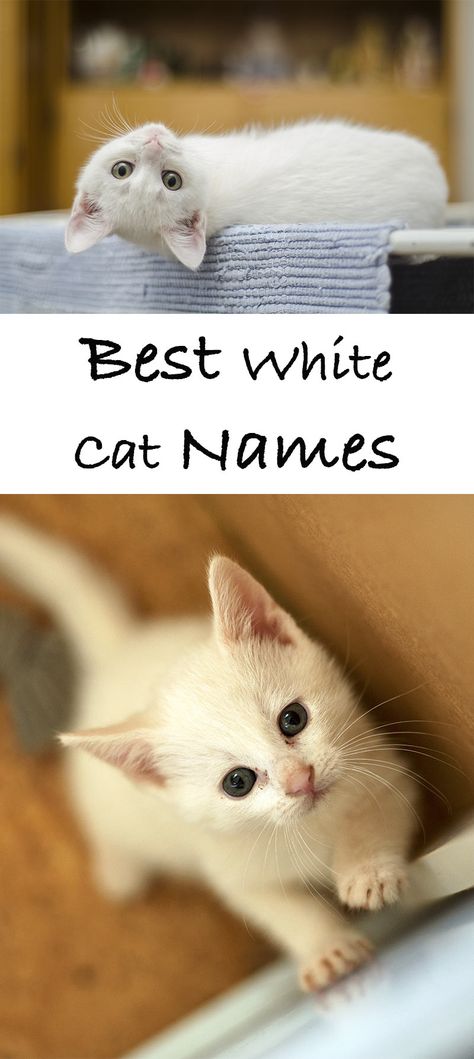 Cat Names For White Cats, Cat Names Boy, Kitten Names Boy, Cat Names Aesthetic, White Cat Aesthetic, Aesthetic Cat Names, White Cat Breeds, Boy Cat Names, Kitten Breeds