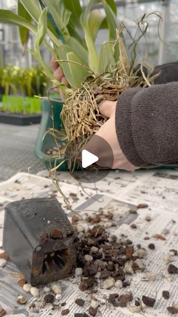 How To Replant Orchids, Repotting Orchids, Orchid Plant Care, Chicago Botanic Garden, Orchid Plant, Growing Orchids, Orchids Garden, Orchid Care, Orchid Plants