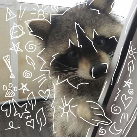 Raccoon Desktop Wallpaper, Therian Raccoon, Racoon Therian, Raccoon Therian, Raccoon Mask, Therian Pfp, Trash Pandas, Animal Outline, Raccoon Art