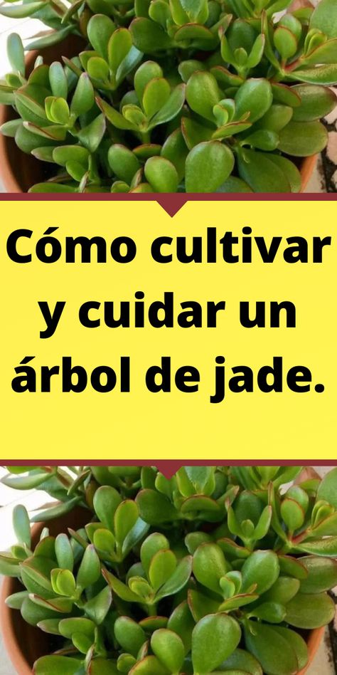 Cómo cultivar y cuidar un árbol de jade. Planta Interior, Orchard Garden, Inside Plants, Jade Plants, Cactus Y Suculentas, Macrame Diy, Lawn And Garden, Gardening Tips, Bonsai