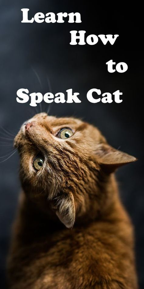 Vacation Hacks, Cat Noises, Cat Tips, Cat Language, Cat Hacks, Cat Talk, Cat Care Tips, Cat Parenting, Cat Signs