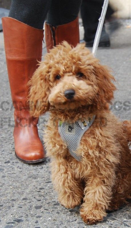 Miniature Poodle Apricot, Red Miniature Poodle, Bichon Frise Poodle, Red Mohawk, Cocker Spaniel Poodle, Poodle Rescue, Shih Tzu Poodle, Parti Poodle, Dog Breeds Pictures