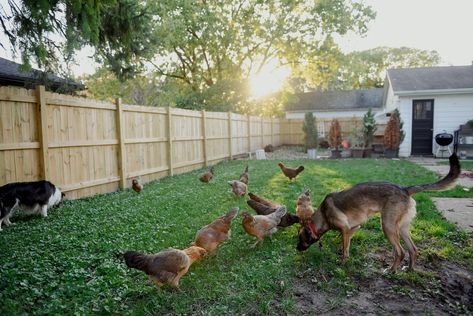 10 Things To Know About Owning Chickens In The Suburbs - Oak Abode Oak Abode, Backyard Hens, Owning Chickens, Bed Weather, Chickens In The Winter, Black Soldier Fly, Chicken Kitchen, Chicken Owner, Chicken Eating