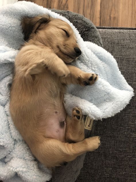 Mini Long Haired Dachshund, Daschund Puppies, Dachshund Puppy Long Haired, Baby Dachshund, Really Cute Puppies, Long Haired Dachshund, Very Cute Dogs, Pet Dogs Puppies, Weenie Dogs