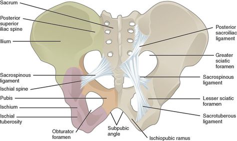 srp-blog-ligaments-of-pelvis Pelvis Anatomy, Pelvic Girdle, Pelvic Bone, Pelvic Region, Lower Limb, Human Anatomy And Physiology, Pelvic Floor Muscles, Joints Pain Relief, Hip Flexor