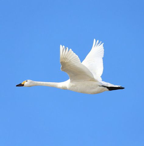 Swan flying over a clear blue sky. Kohoku-cho Ebie, Nagahama-shi, Shiga pref., Japan. Februrary4, 2018.Text and photography by Teruhide Tomori on Flickr Swan Flying, Building Mural, Flying Swan, Fly Drawing, The Kimono Gallery, Kimono Gallery, Acryl Painting, Swans Art, Duck Art