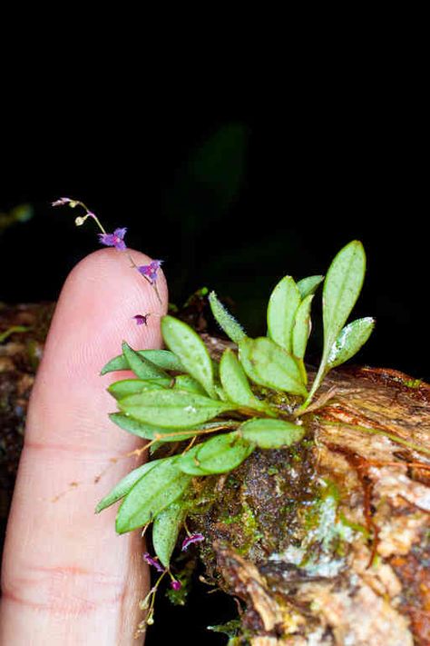 Coprinopsis Atramentaria, Mini Orquideas, Sensitive Plant, Miniature Orchids, Vintage Seed Packets, Rare Orchids, Colombian Orchid, Money Trees, Wild Orchid