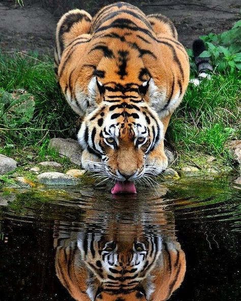 Wow reflection 😍😍 Photography by ©Britta Meven #cuteparadisse Panda Photography, Hug Photos, Water Tattoo, Tiger Pictures, Reflection Photography, Animal Habitats, Tiger Art, All About Animals, A Tiger