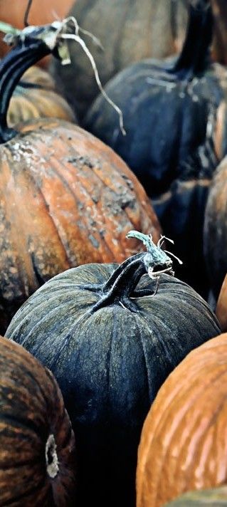 Autumn October Country, Colorful Life, Colors Orange, Glass Pumpkins, Fabulous Fall, Happy Fall Y'all, Nature Garden, Autumn Beauty, Fall Favorites