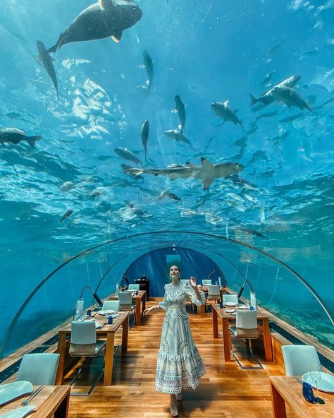 Aida Đapo Muharemović on Instagram: “Have you ever seen such a cool place to dine? This is Itha restaurant at @conrad_maldives the first undersea restaurant and one of the most…” Best Resorts In Maldives, Conrad Maldives, Idda Van Munster, Underwater Restaurant, Maldives Holidays, Maldives Beach, Visit Maldives, Family Friendly Hotels, Maldives Island