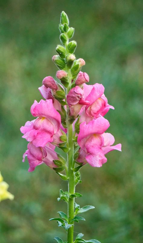 Flowers Reference, Snap Dragon, Snapdragon Flowers, Flowers Photography, Flowers, Photography, Quick Saves