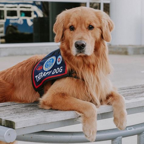 Rufio the Golden Retriever on Instagram: “Therapy dog and proud 💪 . . I get tons of questions about training to be a therapy dog. I talked about it a little bit in Stories.…” Golden Retriever Service Dog, Puppy Training Guide, Therapy Dog Training, Basic Dog Training, Therapy Dog, Giant Dogs, Golden Retriever Puppy, Therapy Dogs, Golden Retrievers