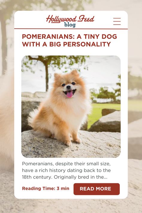 Discover the fascinating history of Pomeranians, from their origins as larger Spitz dogs to their rise in popularity during Queen Victoria's reign. Learn about the different types of Pomeranians, their lively personalities, and what it takes to care for these adorable, fluffy companions. With tips on grooming, diet, and choosing the right toys, this guide has everything you need to know before bringing a Pomeranian into your home. #PomeranianLove #SmallDogBreed #PomeranianCare #DogHistory Victoria Reign, Spitz Dogs, Tiny Dog, Big Personality, Tiny Dogs, Reading Time, Small Dog Breeds, What It Takes, Pet Health