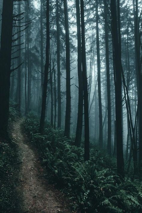 Dark Naturalism, Lost In The Woods, Wallpaper Tumblr, Forest Wallpaper, Beautiful Forest, Tree Wallpaper, Dark Forest, Fotografi Potret, Nature Aesthetic