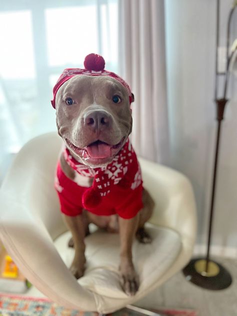 #pitbulllove #pitbull #dog #cutedog #animals #animallovers #dogsofinstagram #doglovers #puppy #puppies #adorable #sweet #funny #funnypics #humor #holiday #christmas #xmas #winter #sweater #fashion #scarf Cute Pitbulls In Clothes, Pitbull Christmas Card, Christmas Pug, Pitbull Christmas Pictures, Dog With Christmas Hat, Pit Bull Love, Pitbull Puppies, Boys Sweaters, Pitbull Dog