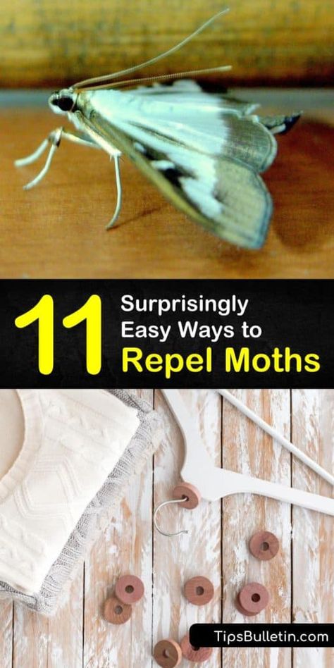 Get Rid Of Moths In House, How To Get Rid Of Moths In Closet, Moth Traps Diy, How To Get Rid Of Moths In The House, Moths In Closet, Moth Larvae, Getting Rid Of Moths, Pantry Moths, Cedar Chips