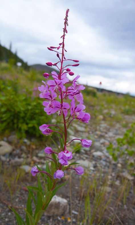 Fireweed photo + great example of Alaska scenery colors Fireweed Wallpaper, Alaskan Fireweed Tattoo, Alaska Decor, Alaskan Wildflowers Tattoo, Alaskan Flowers, Fireweed Flower, Alaska Flowers, Arctic Flowers, Alaska Fireweed