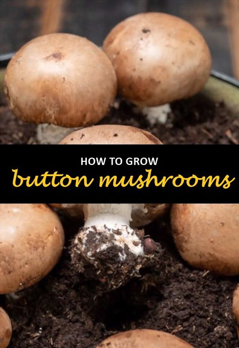 Growing button mushrooms is a fairly simple process. They are also relatively easy to care for, making them ideal for beginners and those with limited gardening space. With a little bit of preparation, you can have your reserve of button mushrooms that will last all year long. #shuncy #shuncygarden #lovethegreen #howtogrow #trees #shrubs #vines #buttonmushrooms Homemade Breadsticks, Mushroom Kits, Cow Manure, Mushroom Growing, Button Mushroom, Mushroom Cultivation, Button Mushrooms, Stuffed Mushroom Caps, Harvest Time