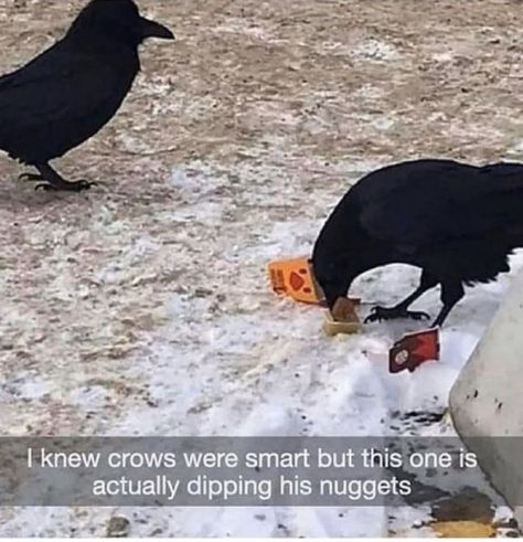 Crows Crows Being Silly, Crow Funny Images, Funny Crow Pictures, Befriending Crows, Crows Cute, Crow Funny, Pet Crow, Crow Pfp, Crows Funny