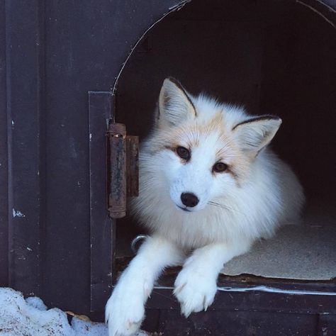 Fox Pictures, Fox Spirit, Baby Animals Pictures, Pet Fox, Wild Dogs, Cute Fox, White Fox, Candy Canes, The Fox