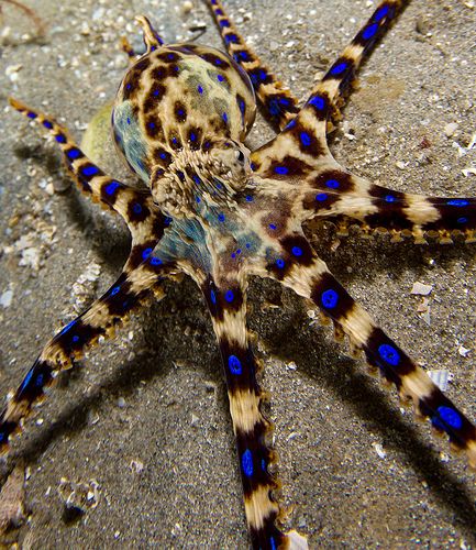 Blue Ringed Octopus Blue Ringed Octopus, Octopus Species, Ringed Octopus, Octopus Squid, Underwater Animals, Octopus Tattoo, Octopus Art, Beautiful Sea Creatures, Underwater Creatures