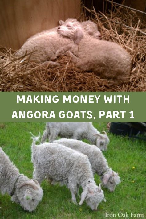 Smallholding Ideas, Angora Sheep, Fiber Farm, Fiber Animals, Keeping Goats, Farm Sheep, Goat House, Raising Farm Animals, Goat Care