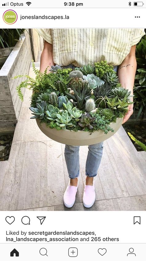 Plant Bowls Decor, Succulent Bowl Indoor, Succulents Indoor Display, Succulent Bowls Outdoor, Bowl Planter Ideas, Cactus Bowl, Bowl Garden, Succulent Bowl, Succulent Bowls