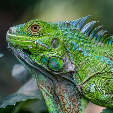 Different Types Of Animals, Green Iguana, Green Animals, Types Of Animals, Creature Drawings, Komodo, Reptiles And Amphibians, Gecko, Amphibians