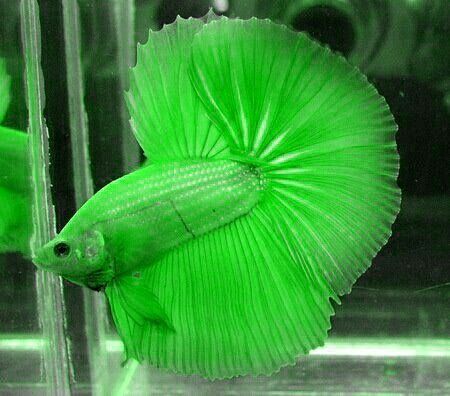 Neón Pez Betta verde Green Betta Fish, Betta Fish Tank Mates, Ikan Laga, Tanaman Air, Oscar Fish, Betta Fish Types, Betta Aquarium, Betta Fish Care, Pretty Fish