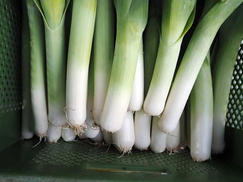 10 Health and Nutrition Benefits of Leeks and Wild Ramps How To Cook Leeks, Wild Ramps, Roasted Leeks, Creamy Pasta Sauce, Flavorful Vegetables, Leek Soup, Creamy Potato, Healthy Sides, Creamy Pasta