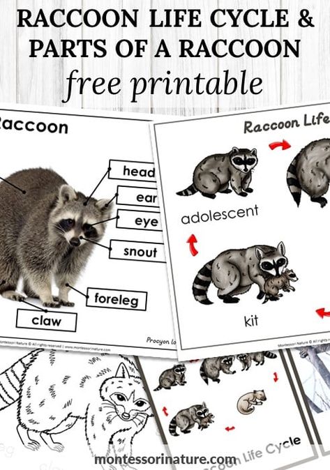 Raccoon Life Cycle And Parts Of A Raccoon – Free Printable - Montessori Nature Forest Animals Kindergarten, Raccoon Crafts For Preschoolers, Raccoon Preschool Craft, Raccoon Activities For Preschoolers, Raccoon Preschool Activities, Raccoon Craft Preschool, November Preschool Activities, Raccoon Craft, Bee Life Cycle