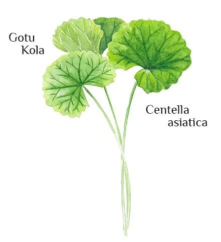 Gotu kola - Herbal Reality Healing Remedies, Gotu Kola, Ayurvedic Medicine, Wound Healing, Most Powerful, Medicine, Herbs, Healing