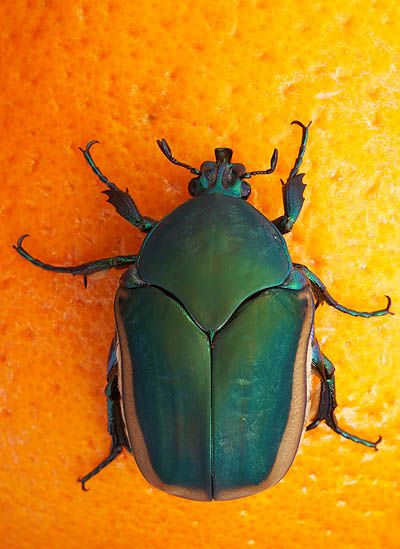 Insect Pictures, Beautiful Beetles, Pretty Bugs, Beetle Tattoo, Pictures Of Insects, Wild Photography, Insect Photography, Beetle Insect, June Bug